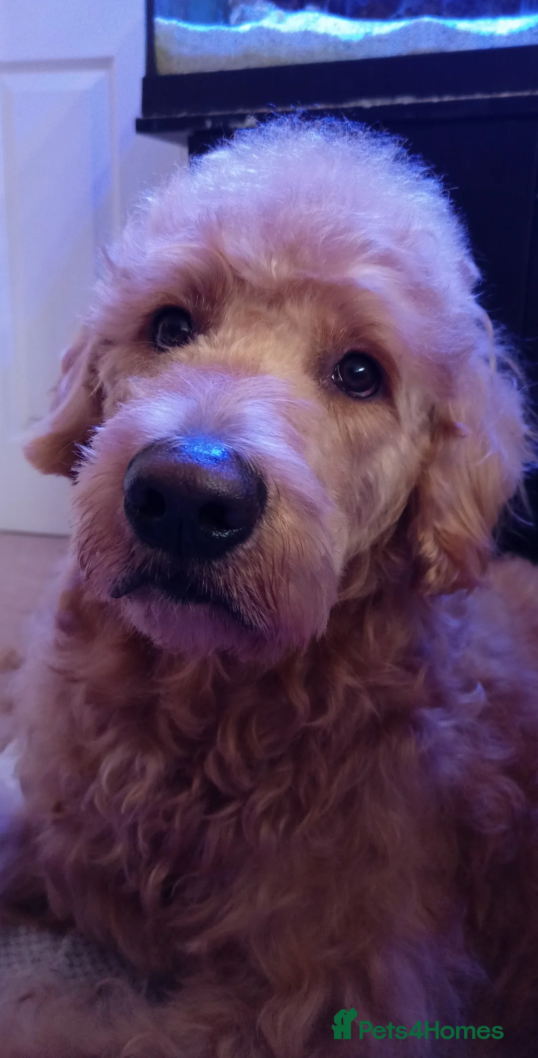 Labradoodle dogs for stud: F1 Labradoodle For Stud. in Reading - Advert 5