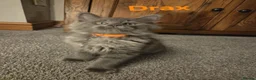Maine Coon cats for sale: 8 GCCF Pedigree Maine Coon Kittens - Blue & Black  - Advert 27