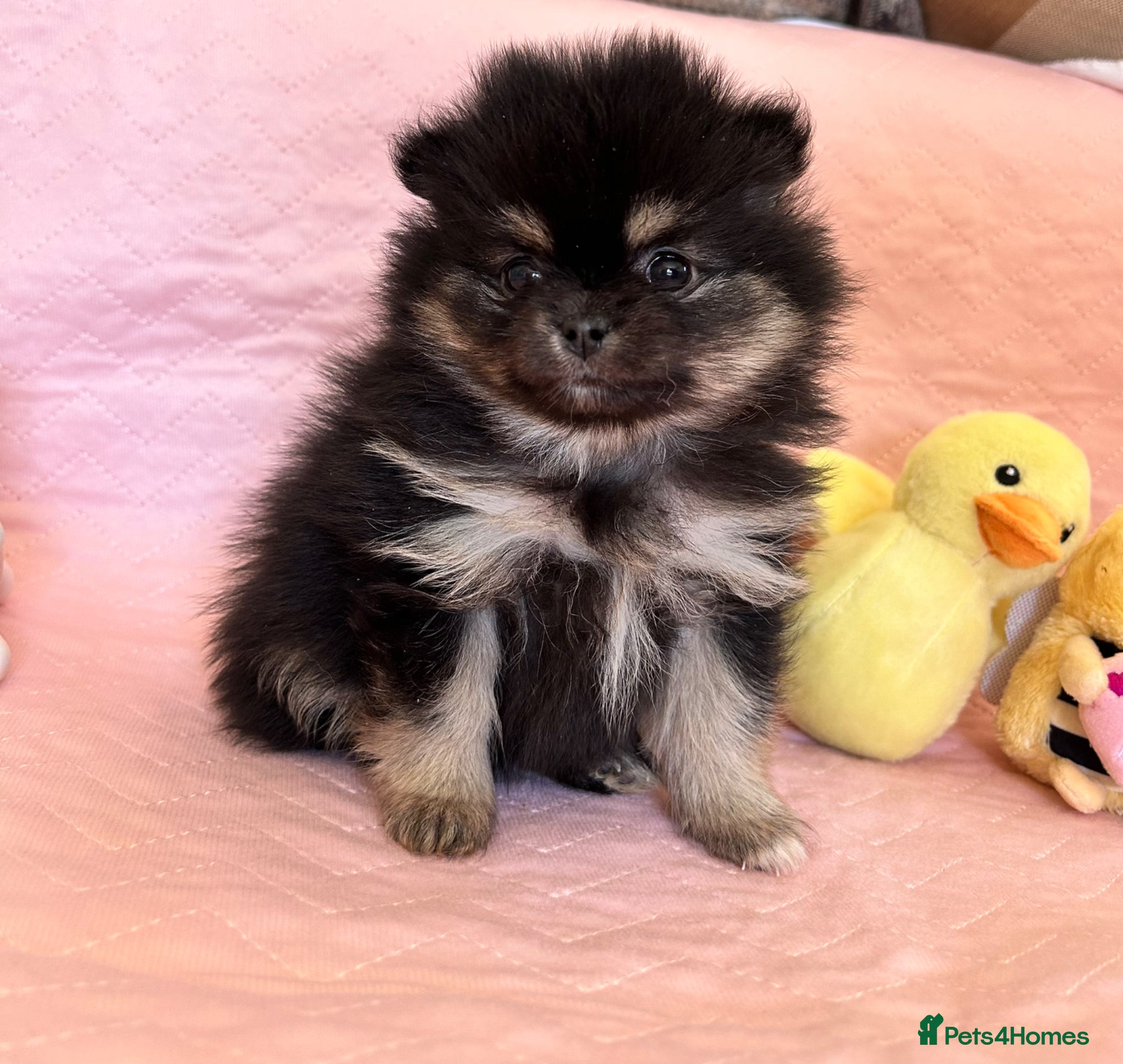 Pomeranian dogs Rainbow litter all different colors and markings  - Advert 7