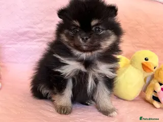Pomeranian dogs Rainbow litter all different colors and markings - Advert 7