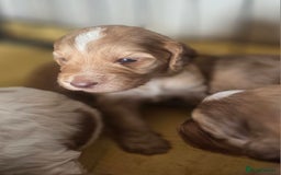 Cockapoo dogs for sale: Cockerpoo puppies F1 stunning colours - Image 38