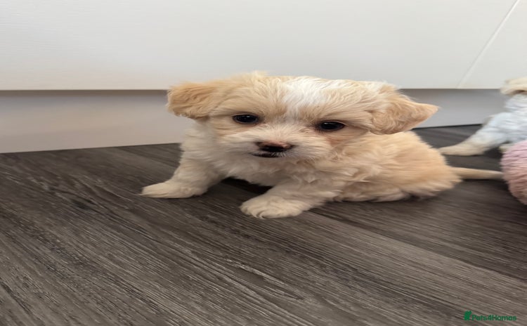 Bichon Frise dogs - Advert 3