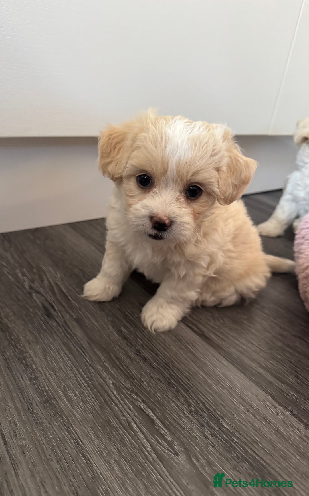 Bichon Frise dogs for sale: 🤍 3 female and 5 male are looking for a family.  - Image 6