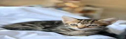 Mixed Breed cats for sale: 3 tabby kittens for sale - Advert 7