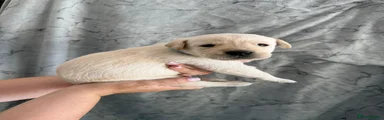 Labrador Retriever 2