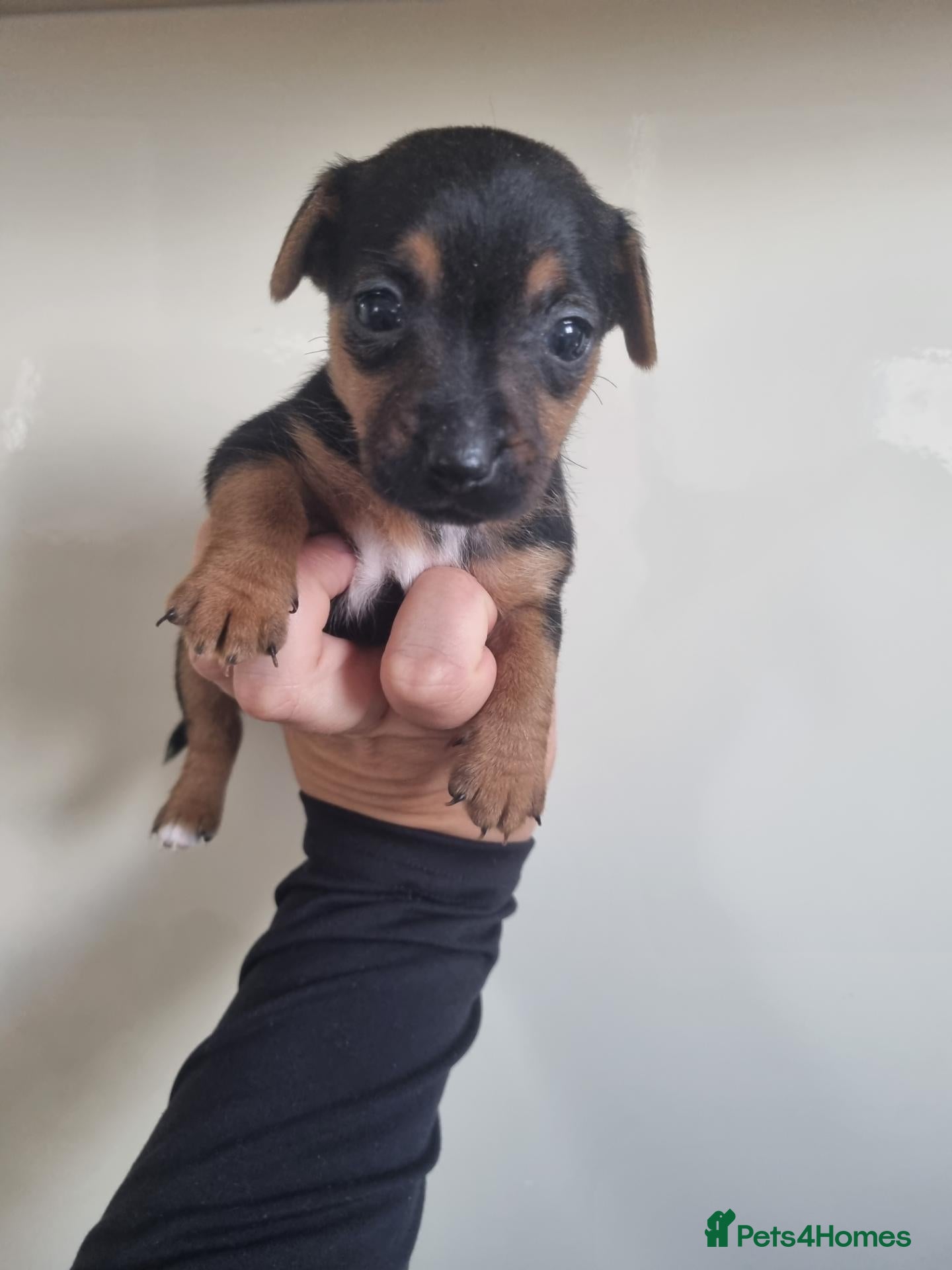 Jack Russell dogs Jack Russell litter - Advert 2