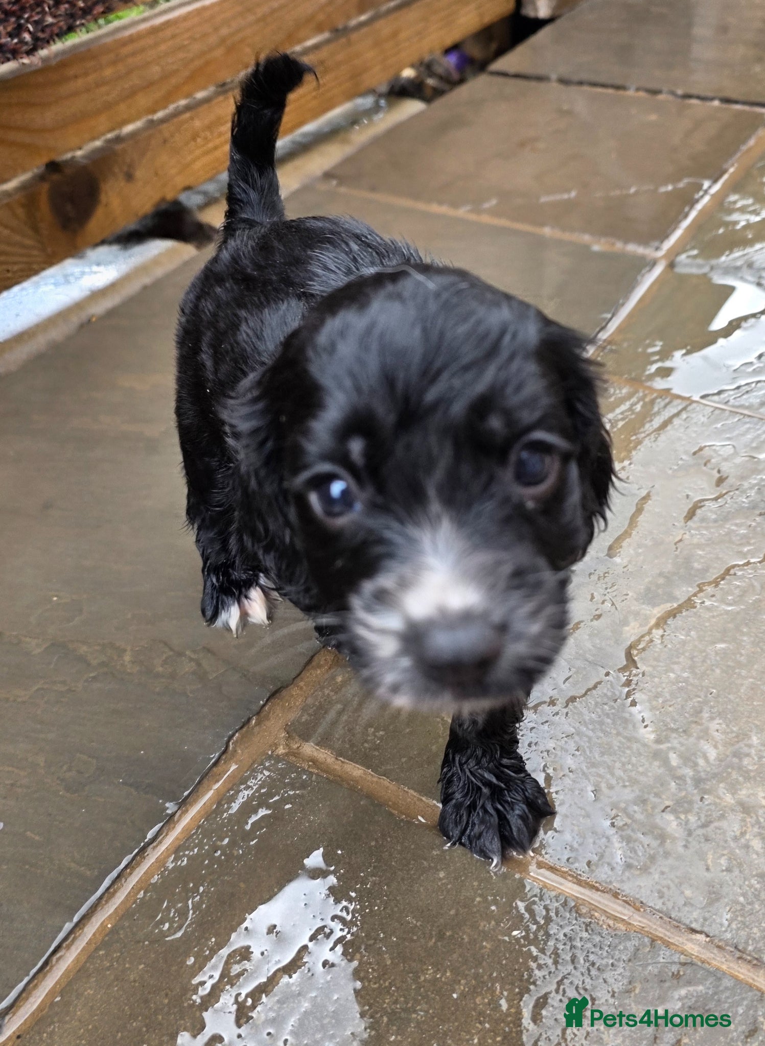 Cocker Spaniel dogs Working Cocker Spaniel Puppies - Advert 2