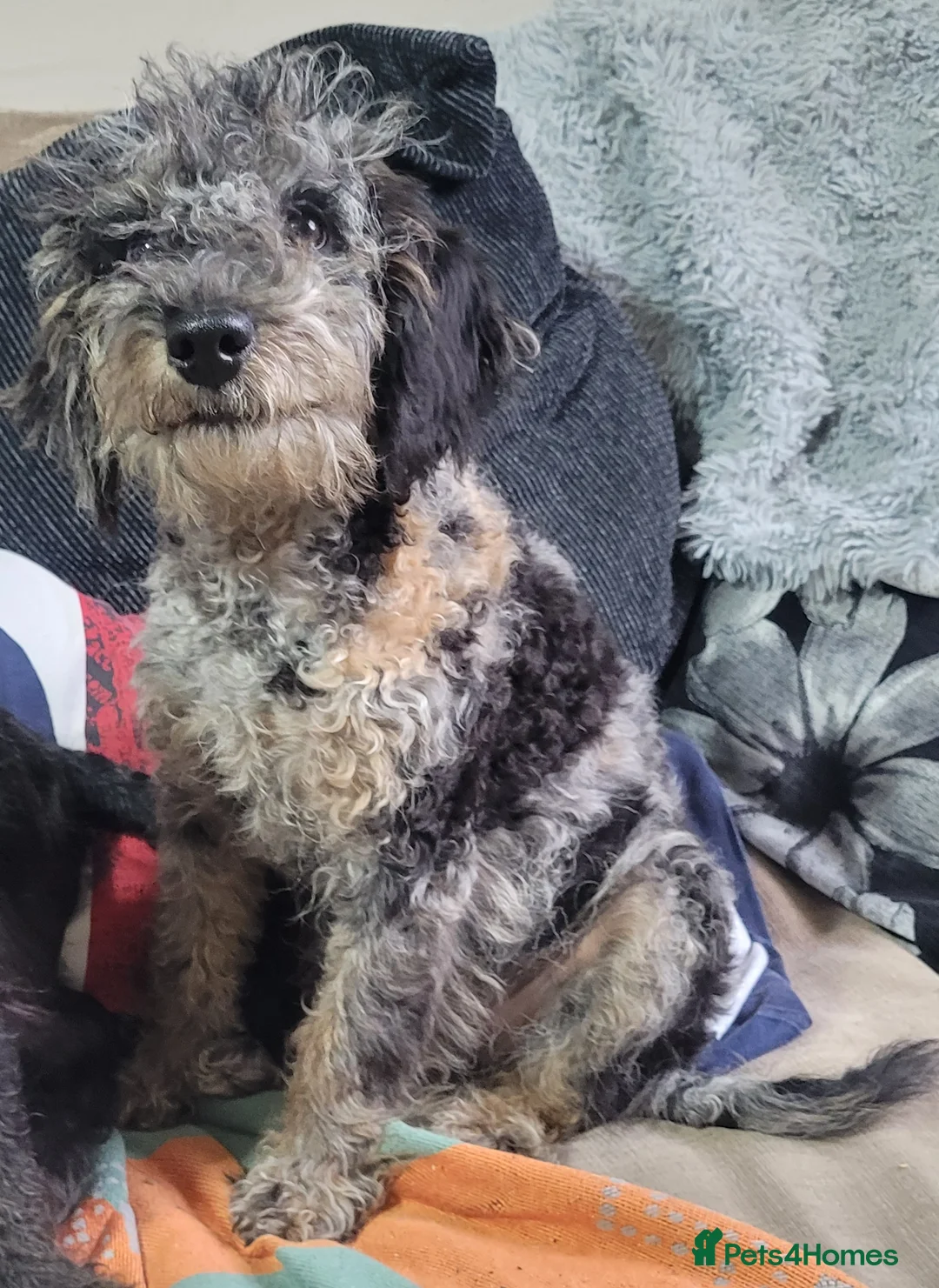 Labradoodle dogs for sale: Labradoodle puppies - Advert 26