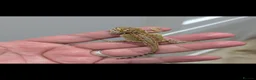 Bearded Dragon reptiles for sale: Stunning baby bearded dragons ( read advert) - Advert 6