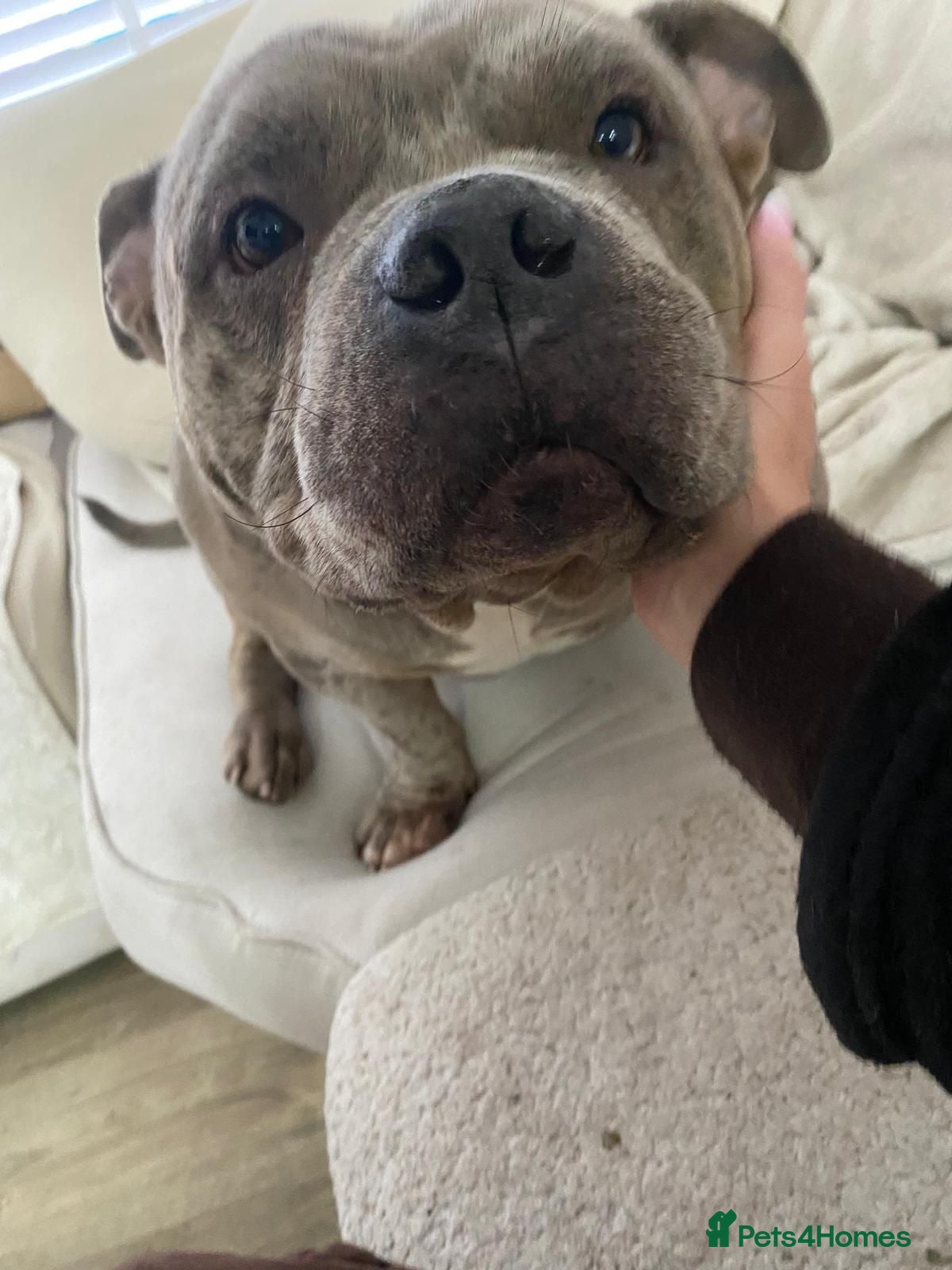 American Bully dogs Rescued Blue Merle pocket bully  - Advert 12