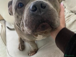 American Bully dogs Rescued Blue Merle pocket bully - Advert 1