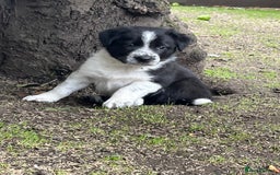 Border Collie dogs for sale: Last gorgeous boy available  - Image 6