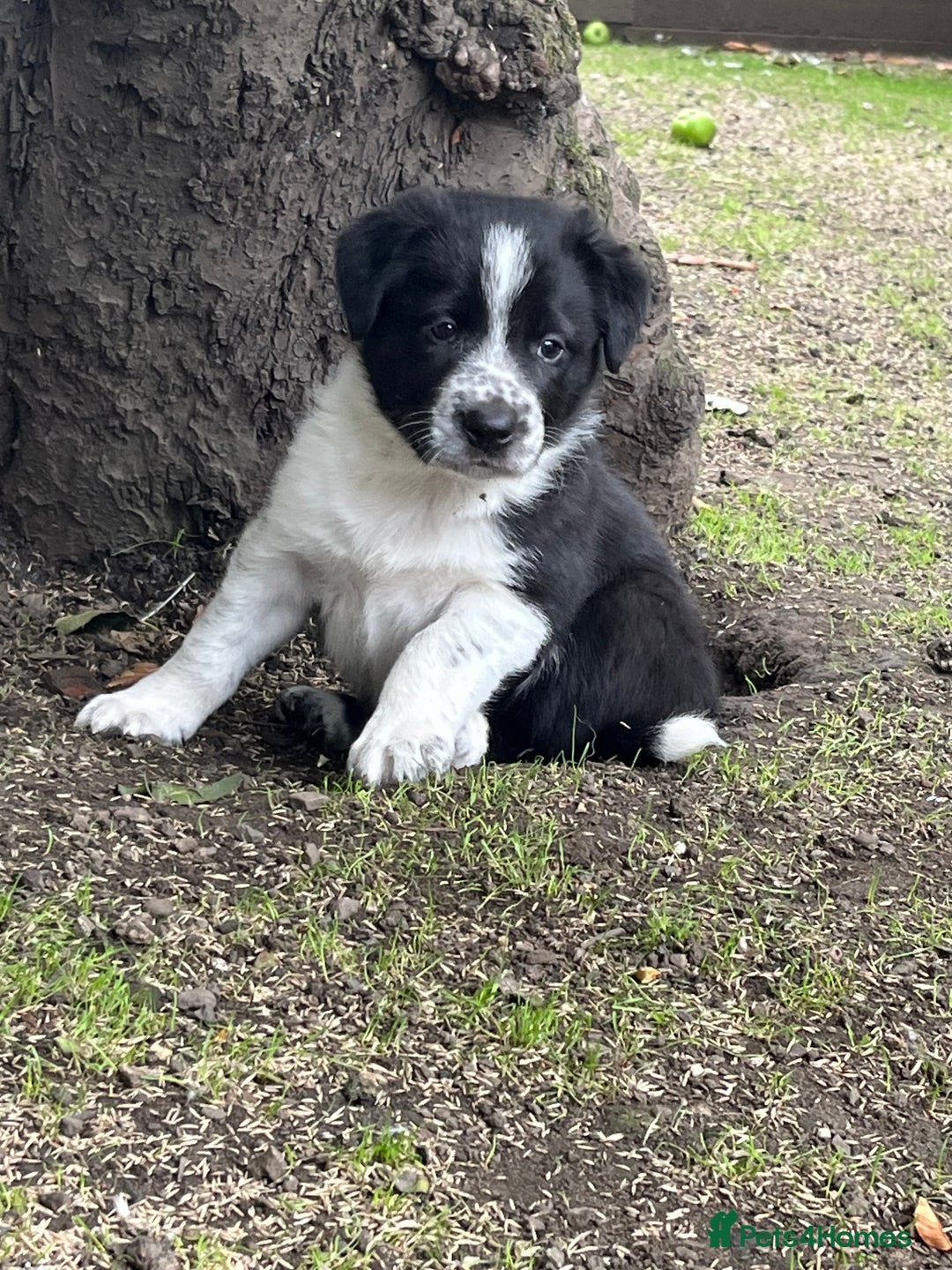 Border Collie dogs for sale: Last gorgeous boy available  - Image 6