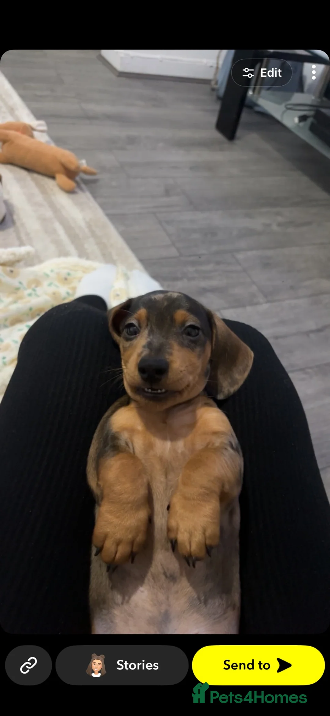 Miniature Dachshund dogs for sale: Miniature Dashchund  - Advert 4