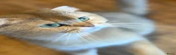 Scottish Fold cats for sale: 4 x SILVER CHINCHILLA SCOTTISH FOLD/STRAIGHT - Advert 12