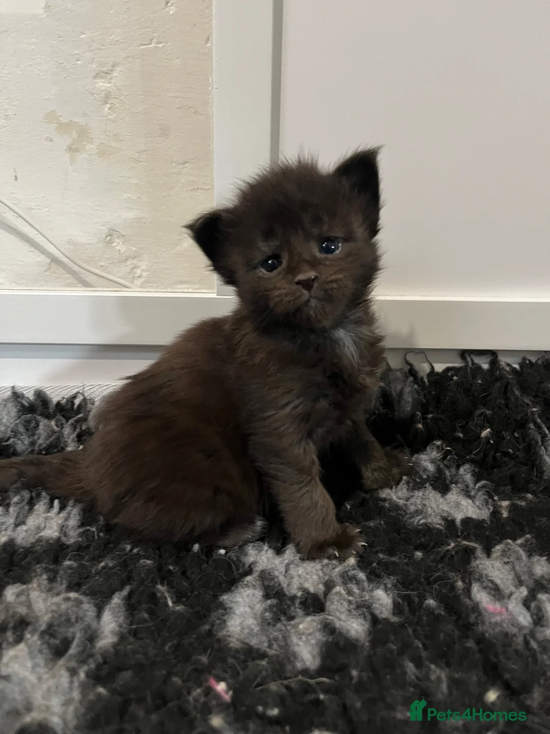 Maine Coon cats for sale: Stunning pedigree Maine coon kittens TICA - Advert 2