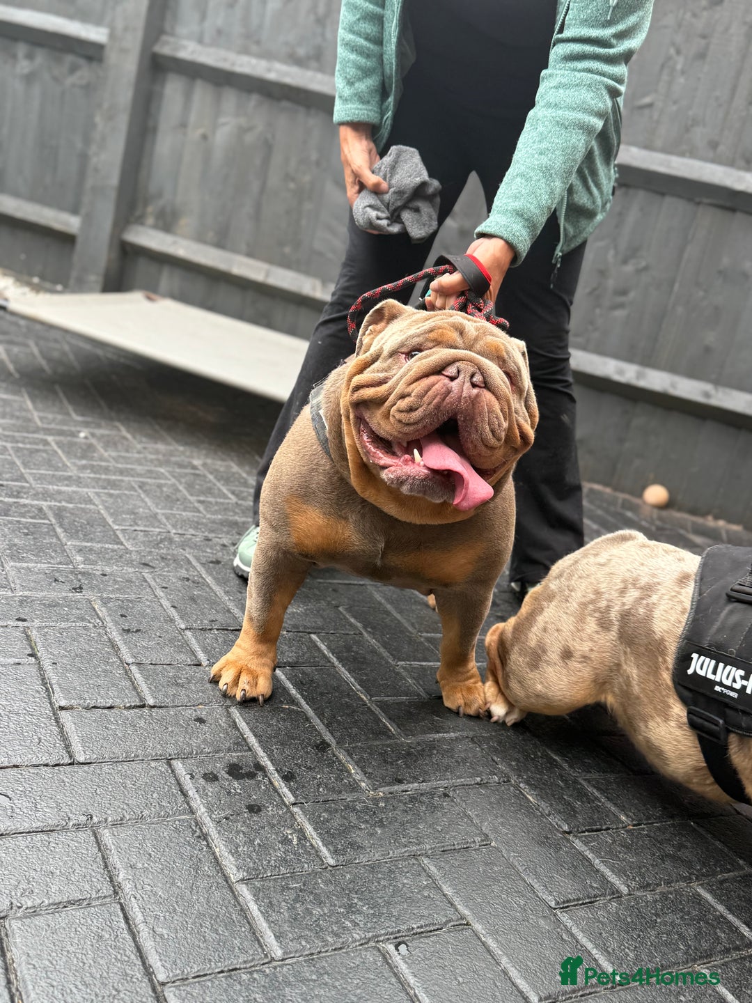 English Bulldog dogs for stud: 🌟 Wyatt Full suit English @stud in Telford - Image 9