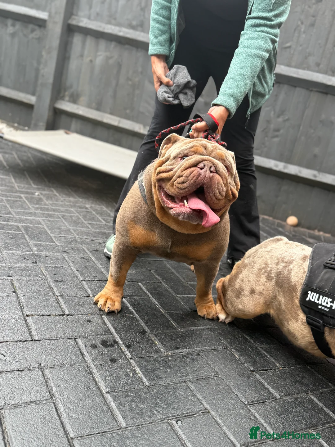 English Bulldog dogs for stud: 🌟 Wyatt Full suit English @stud in Telford - Advert 9