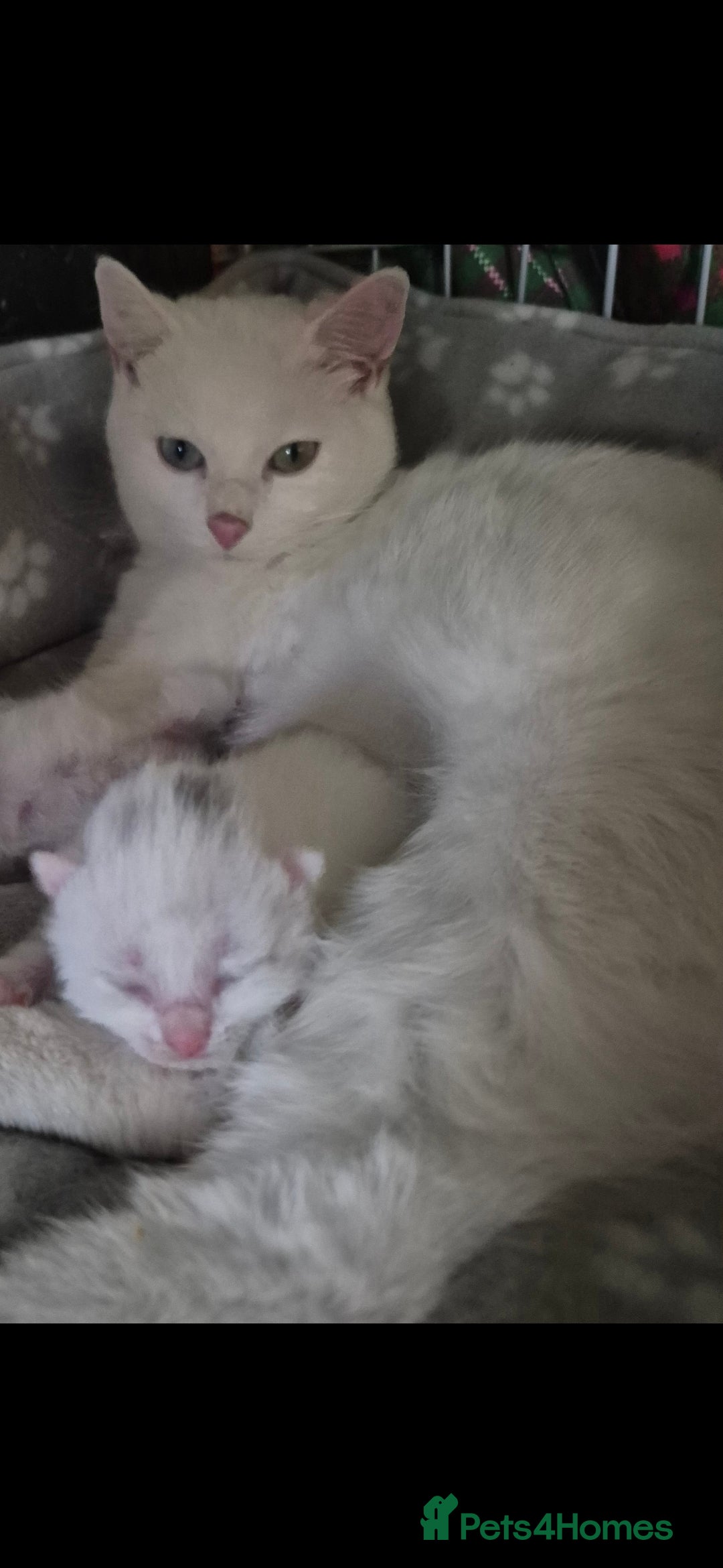 British Shorthair cats for sale: Beautiful BSH Kitten  - Image 3