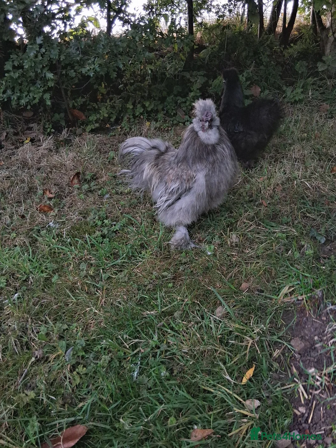 Mixed Breed poultry for sale: 1 silkie Cockerel and a Drake - Advert 2