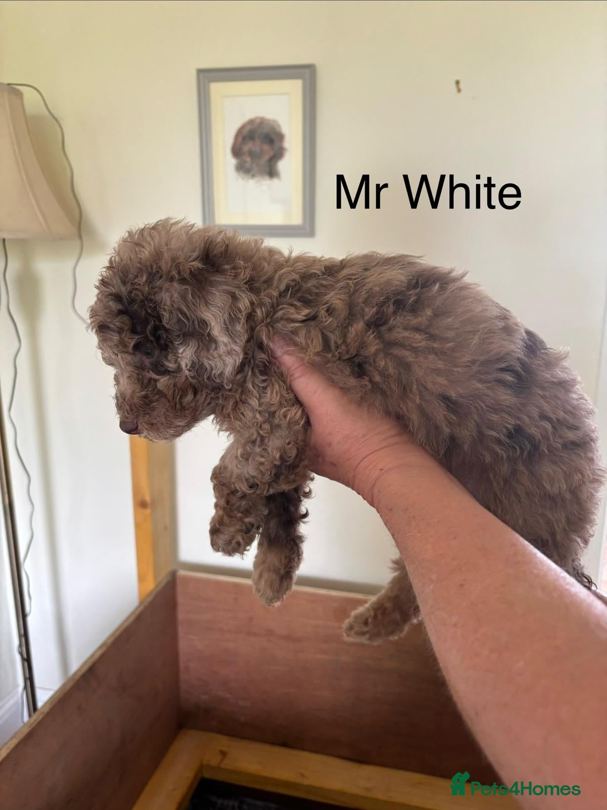 Mixed Breed dogs for sale: Moyen/Miniature Poodle in Gorebridge - Advert 11
