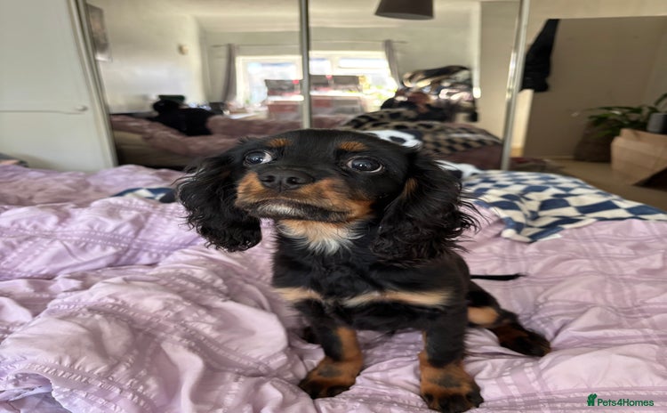 Cavalier King Charles Spaniel dogs King Charles spaniel boy 💕 - Advert 9
