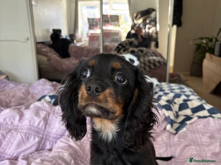 Cavalier King Charles Spaniel dogs King Charles spaniel boy 💕 - Advert 14
