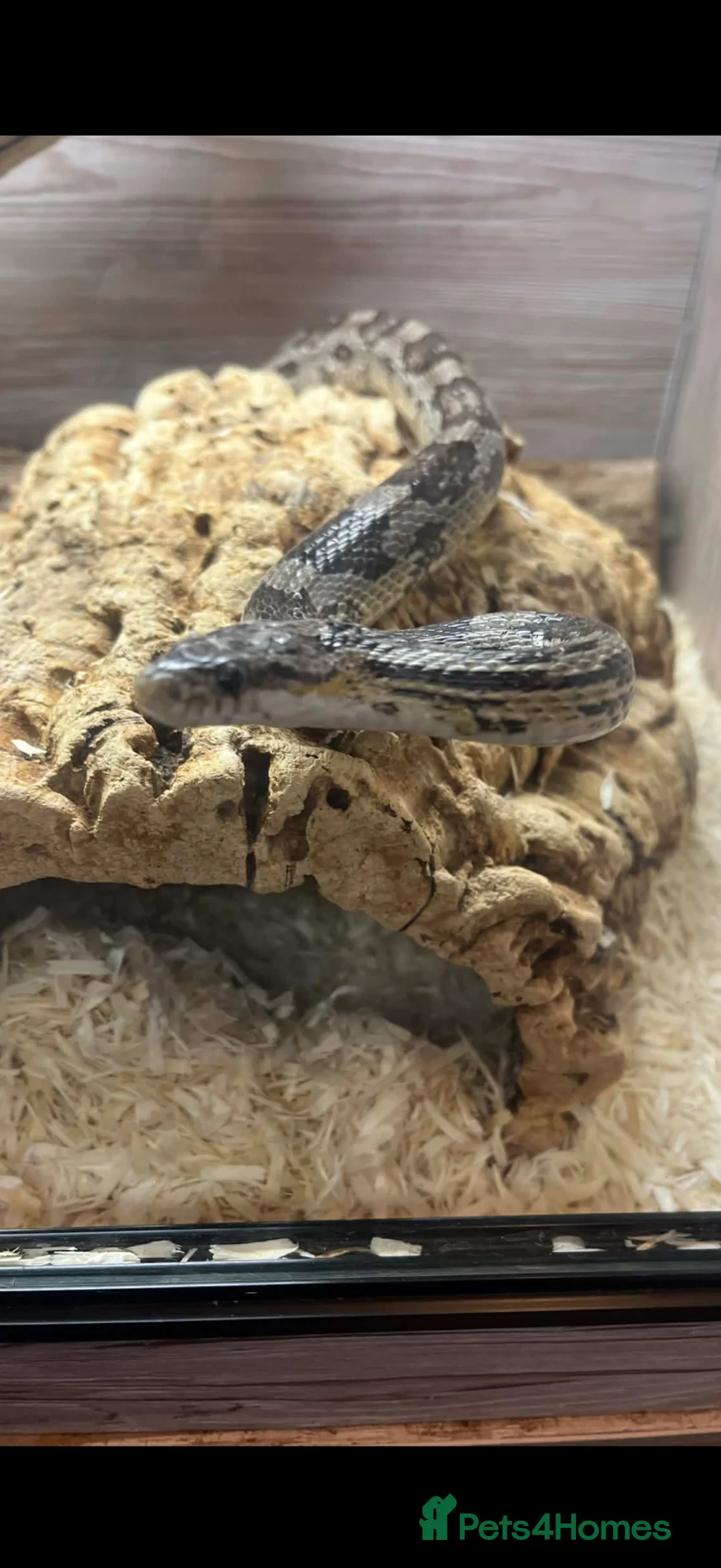 Corn Snake reptiles for sale: Gorgeous male corn snake with full set up - Advert 2