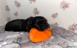 Lhasa Apso dogs for sale: KC Reg Lhasa Apso pups GPRA clear - Image 1
