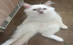 Birman cats for sale: Birman babies ready now. 26 years experience  in Billingham - Image 1