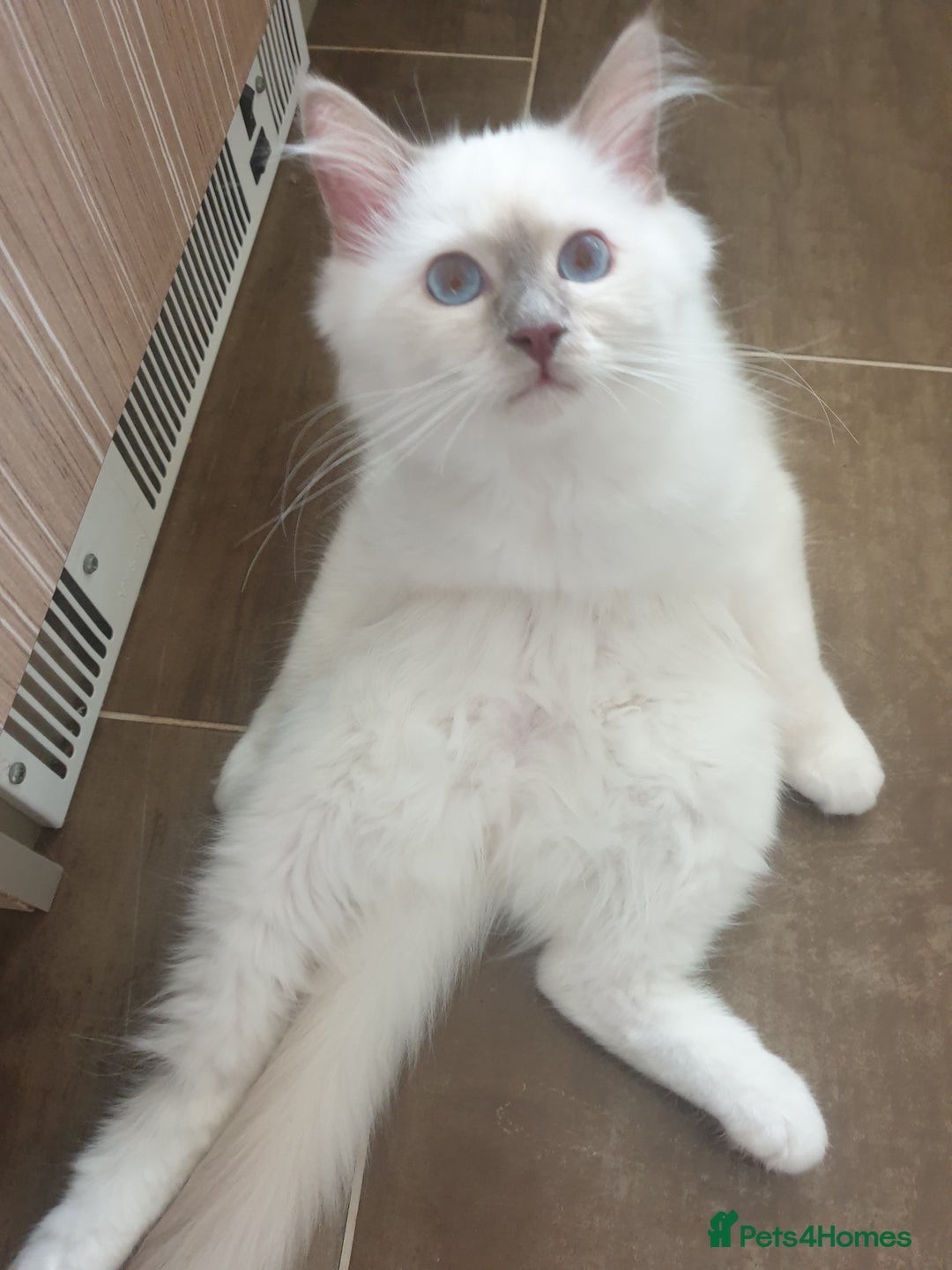Birman cats for sale: Birman babies ready now. 26 years experience  in Billingham - Image 1