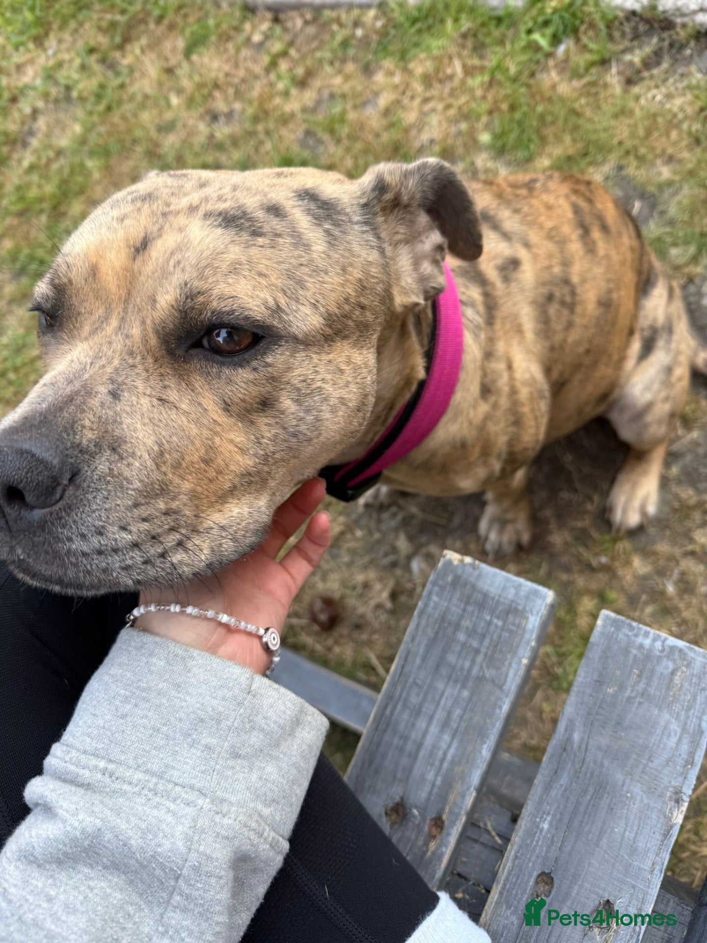 Staffordshire Bull Terrier dogs Beautiful Merle Staffy girl looking for home - Advert 13