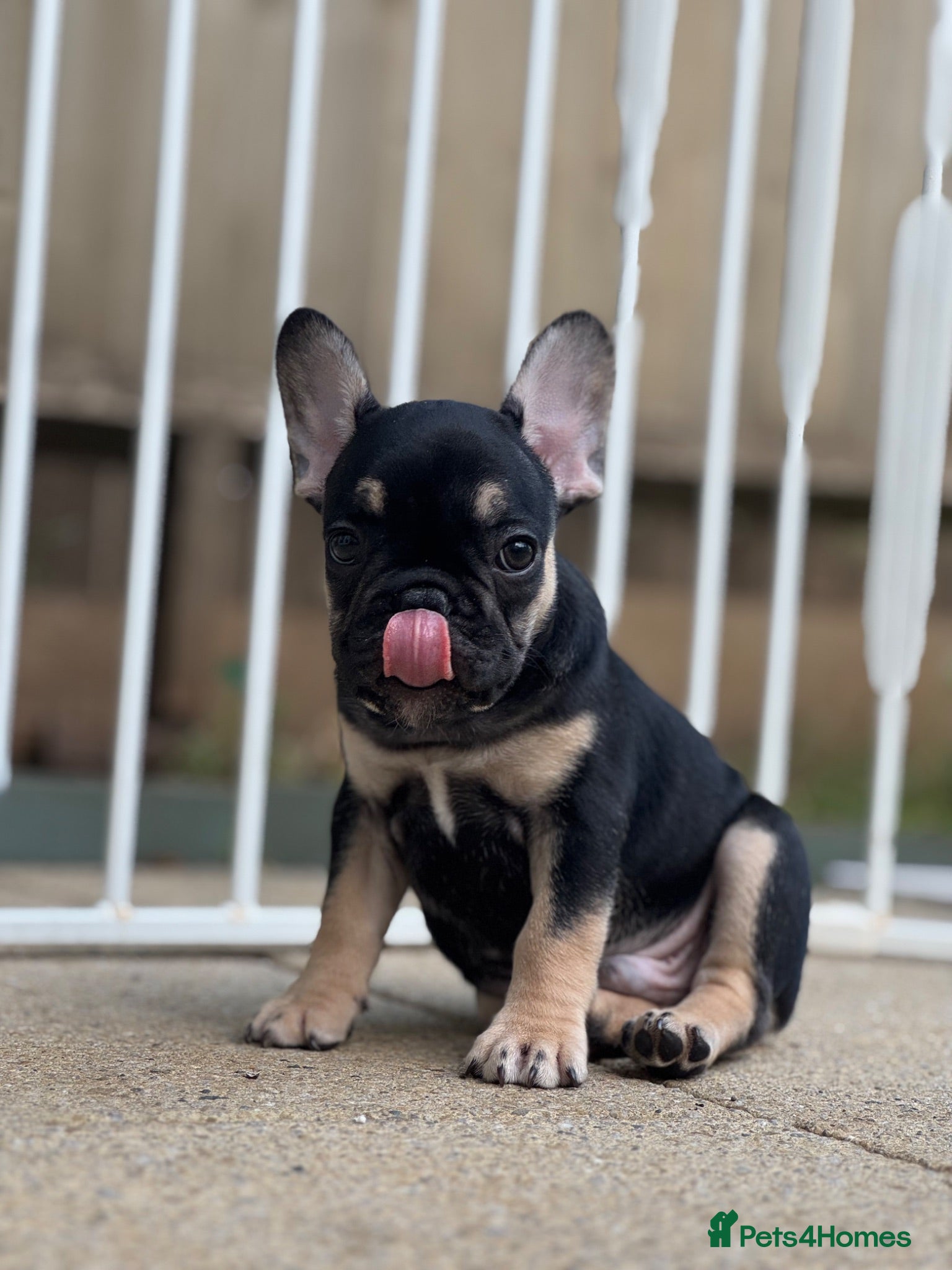 French Bulldog dogs REDUCED PRICE FOR WEEKEND KC REG FRENCH BULLDOG - Advert 5