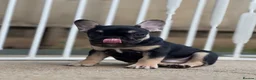 French Bulldog dogs for sale: REDUCED PRICE FOR WEEKEND KC REG FRENCH BULLDOG - Advert 18