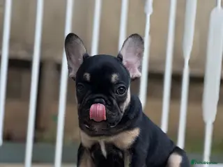 French Bulldog dogs Health CLEAR KC REG FRENCH BULLDOG - Advert 6