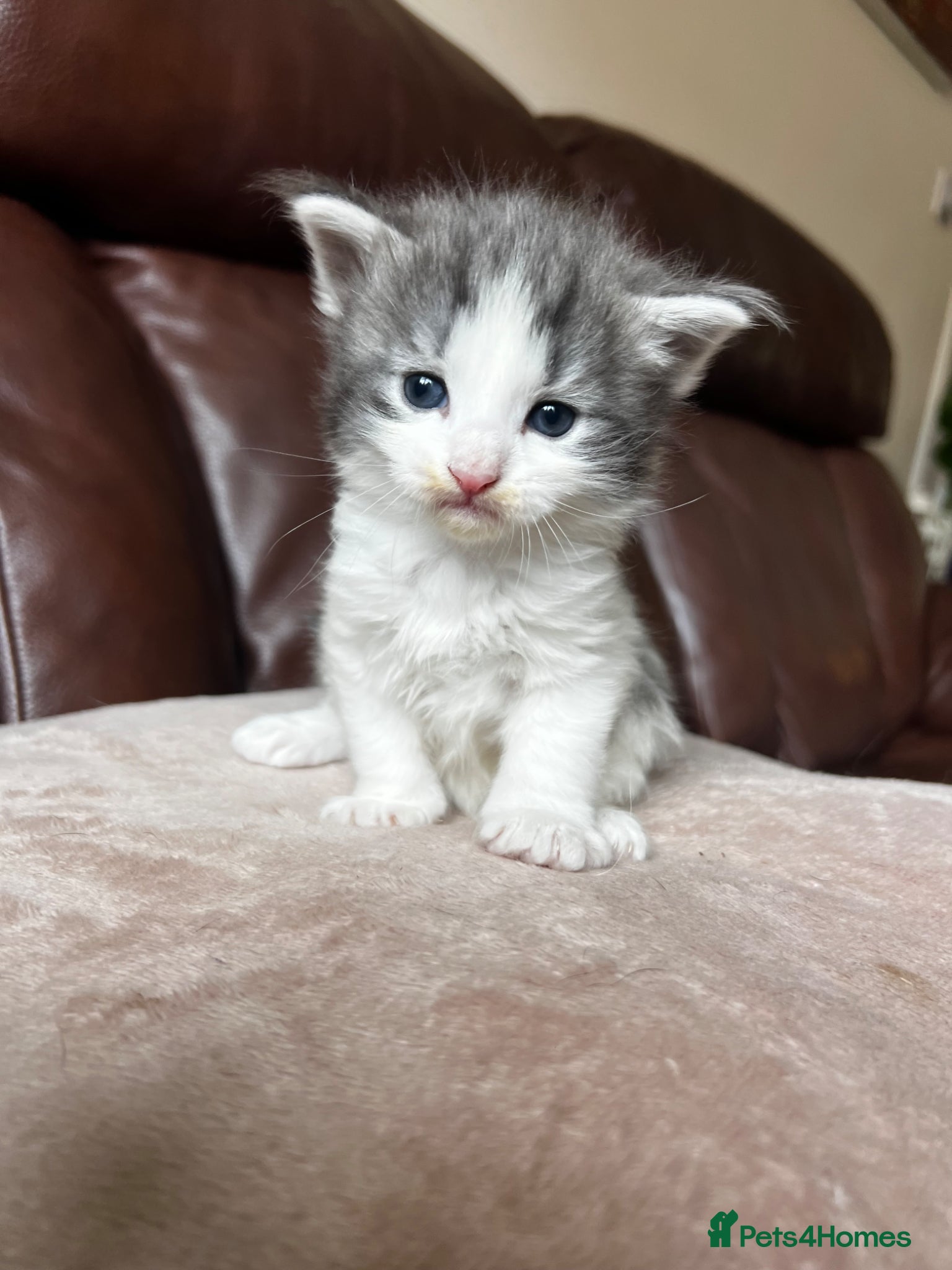 Mixed Breed cats for sale: Norwegian Forest x kittens - Advert 6