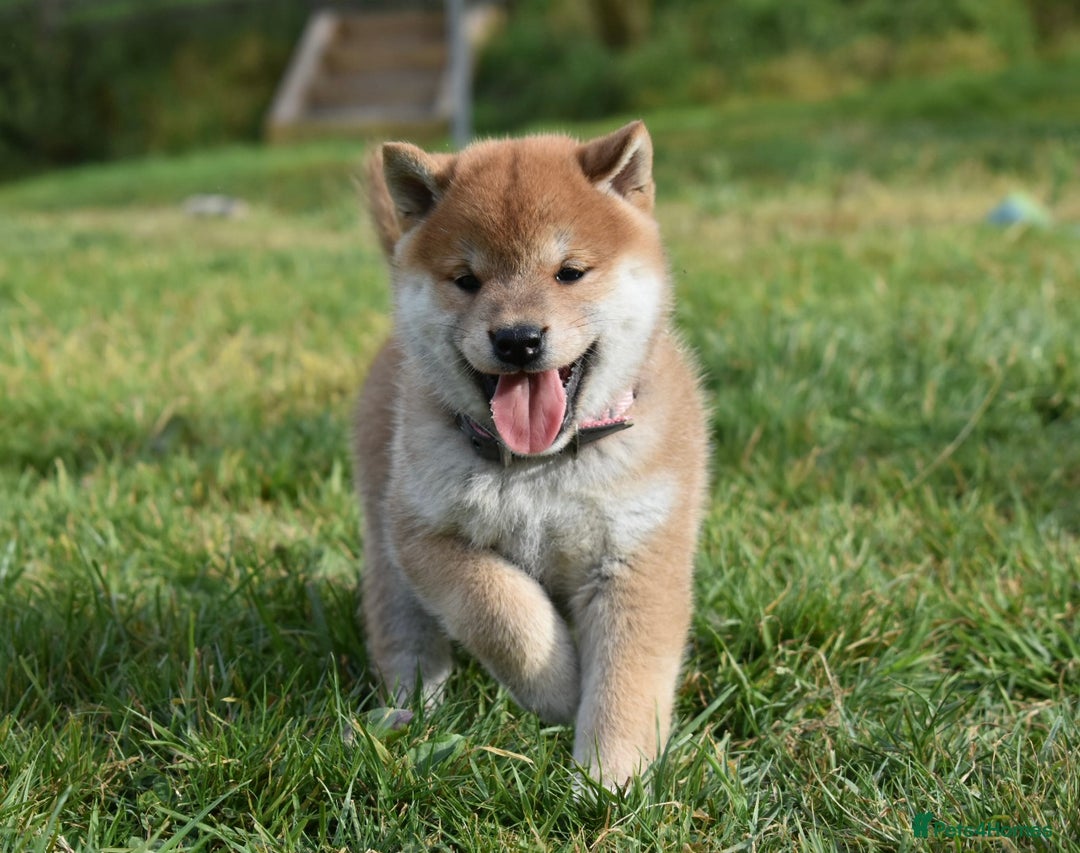 Japanese Shiba Inu dogs for sale: Multi Champion bloodline Shiba Inu pups for sale - Image 19