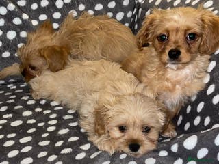 Cavapoo dogs Cavapoo puppies - Advert 2