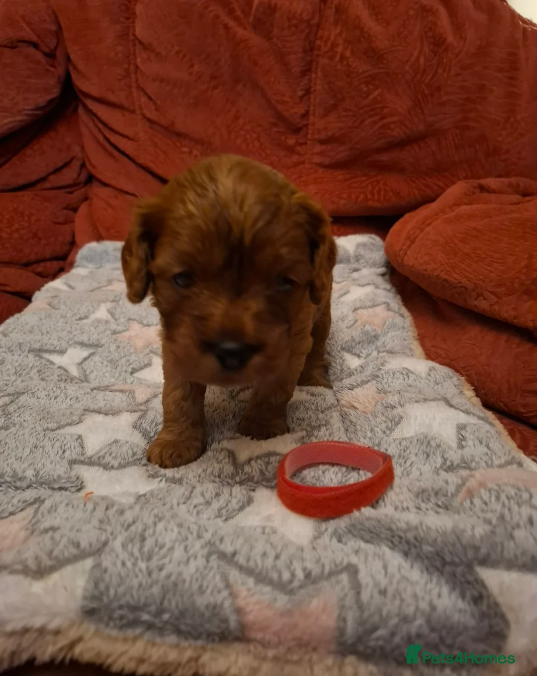 Cavapoo dogs for sale:  Cavapoo  - Advert 17