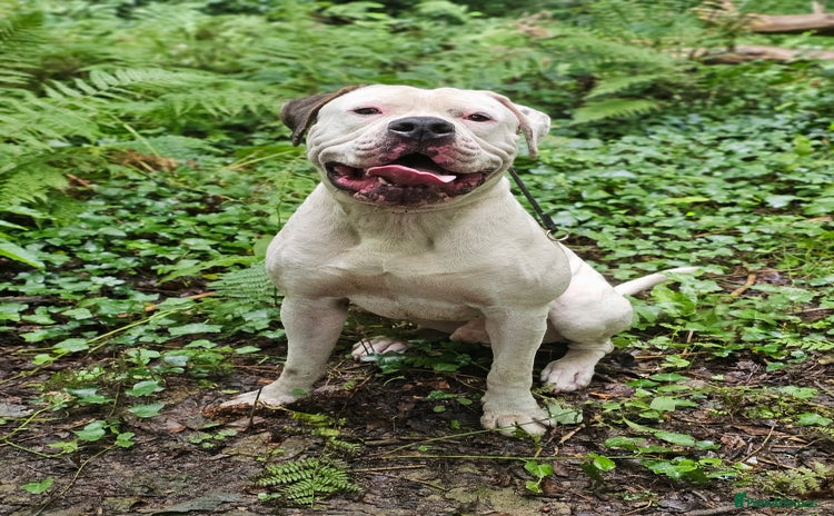 American Bulldog dogs - Advert 1