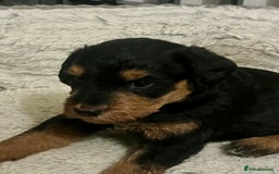 Mixed Breed dogs for sale: 🐾🐶Adorable and very cute Cavaschnauzer 🐶🐾 - Image 4