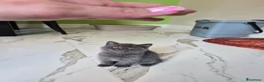 British Shorthair 4