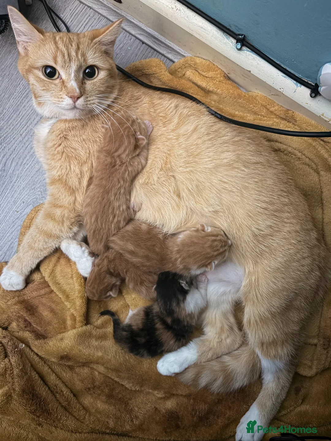 Mixed Breed cats for sale: 3 little Ginger Boys - Advert 1