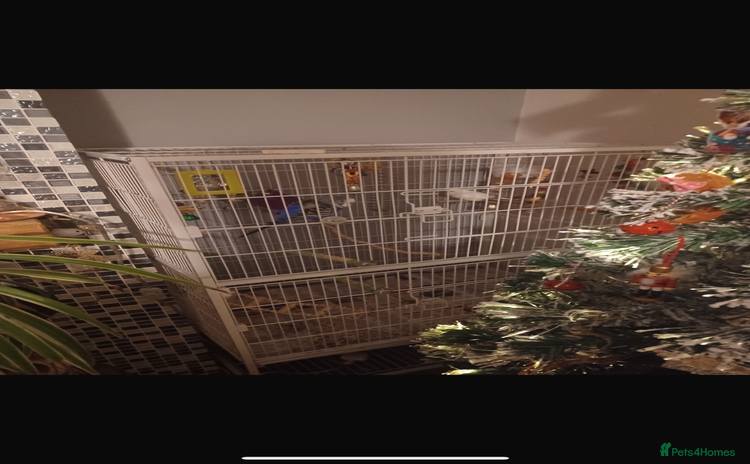 Budgerigars birds Free budgies - Advert 3