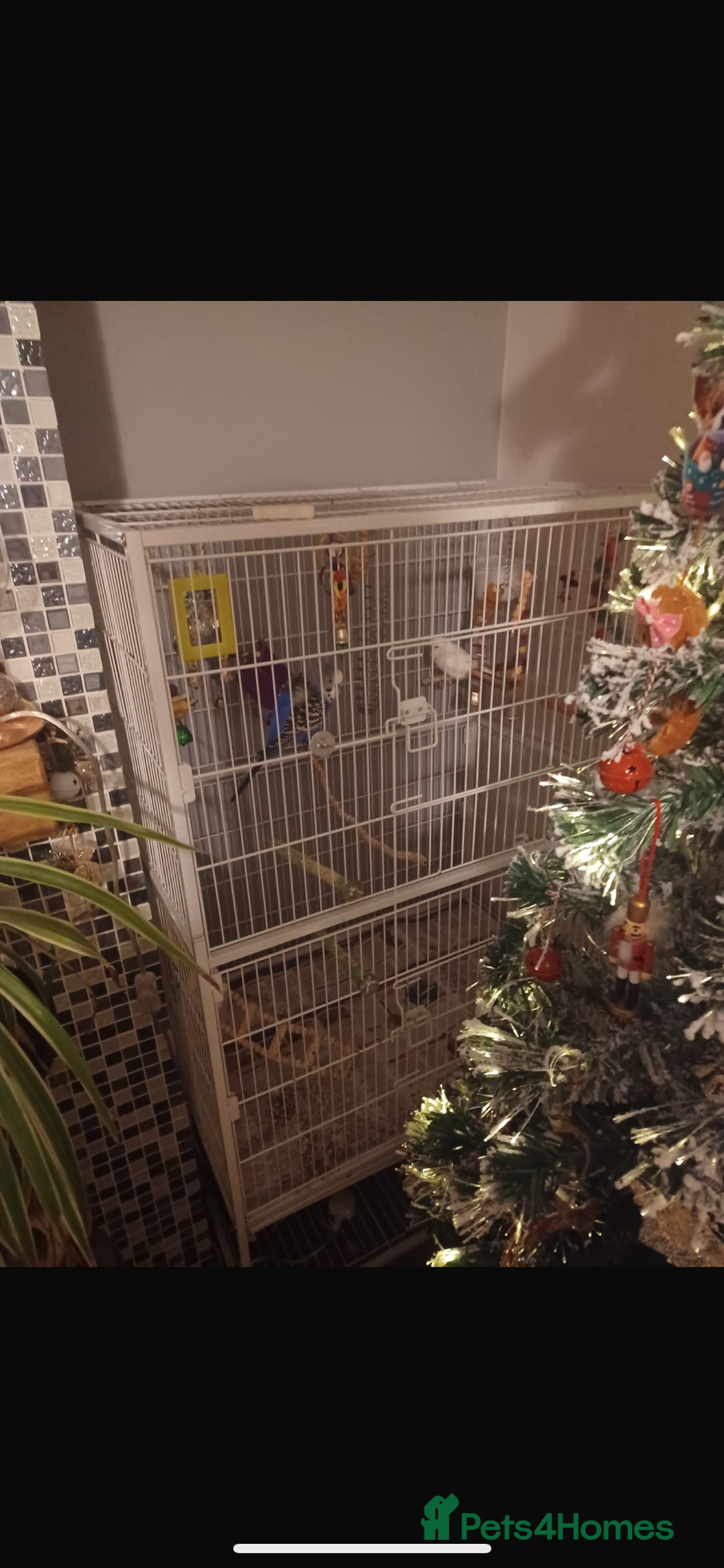 Budgerigars birds for sale: Free budgies - Advert 1