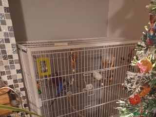 Budgerigars birds Free budgies - Advert 1