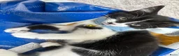 Mixed Breed cats for sale: Beautiful 8week old kittens  - Advert 7