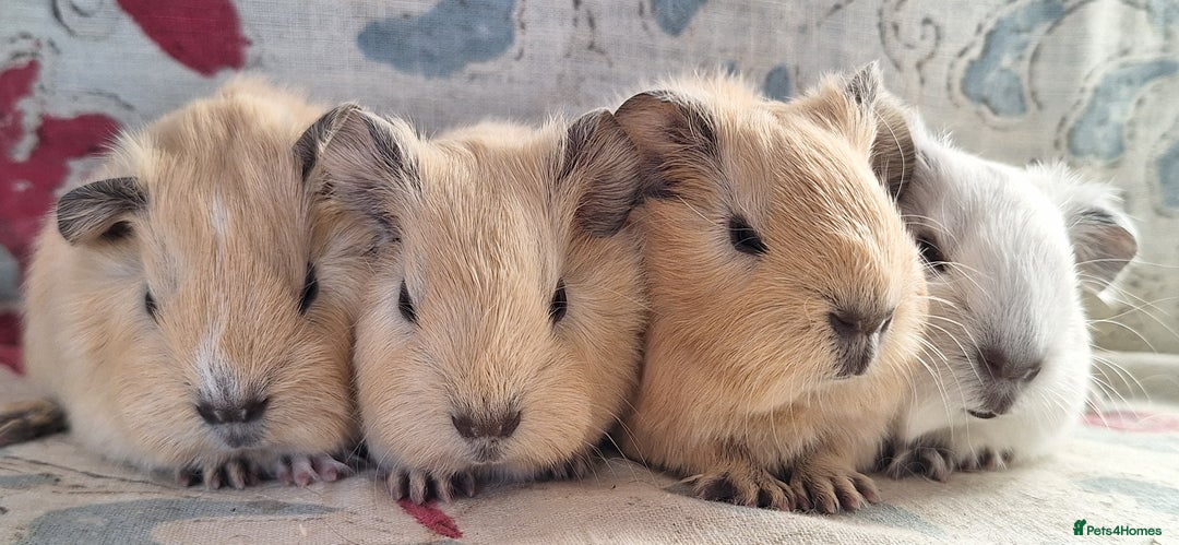 Guinea Pig rodents for sale: MEADOW SIDE CAVIES HEREFORDSHIRE  - Advert 11