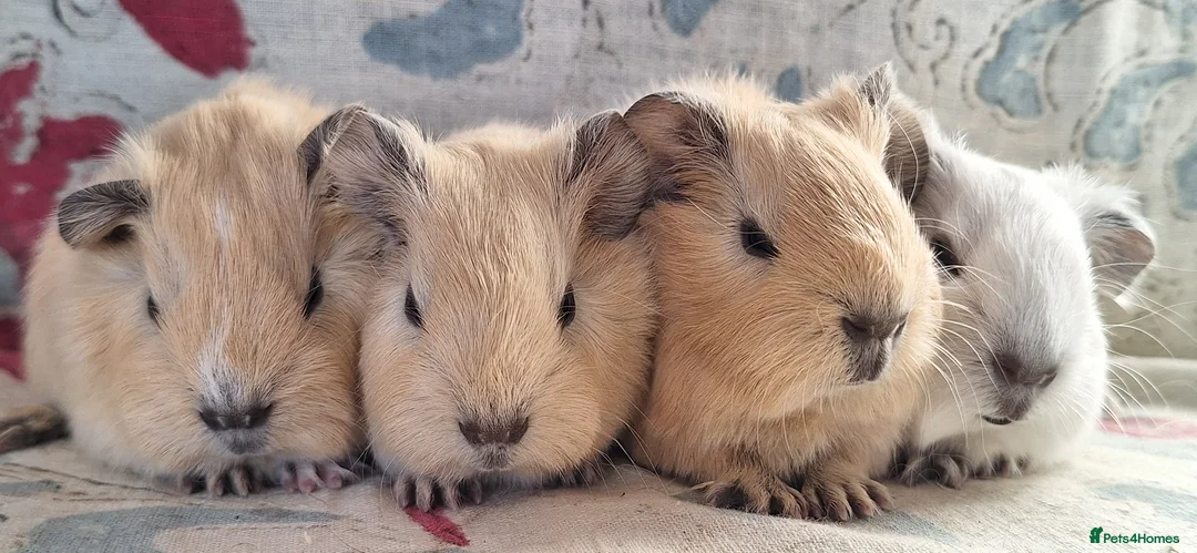 Guinea Pig rodents for sale: MEADOW SIDE CAVIES HEREFORDSHIRE  - Advert 11