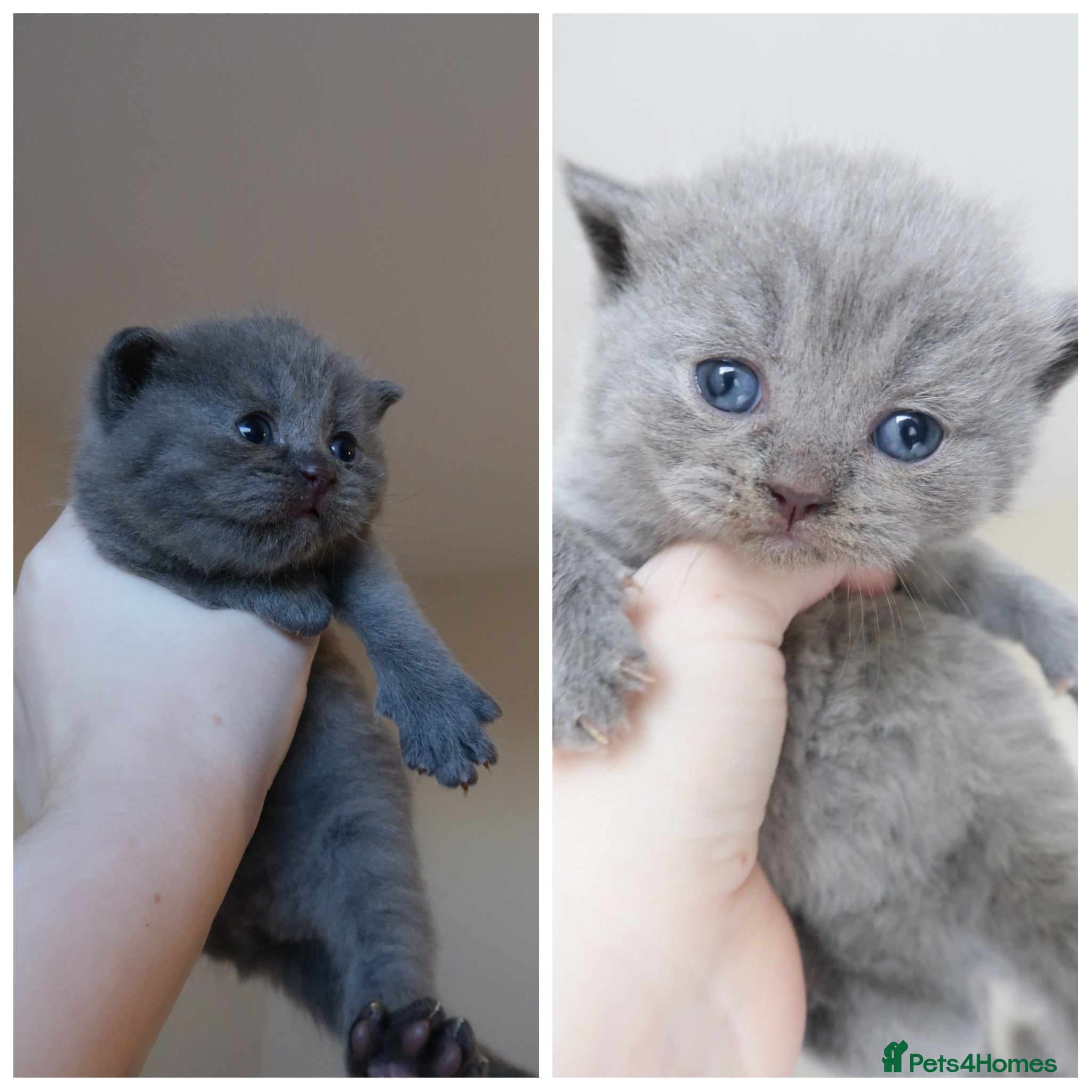 British Shorthair cats 2 left -GCCF Registered British Shorthair Kittens  - Advert 7
